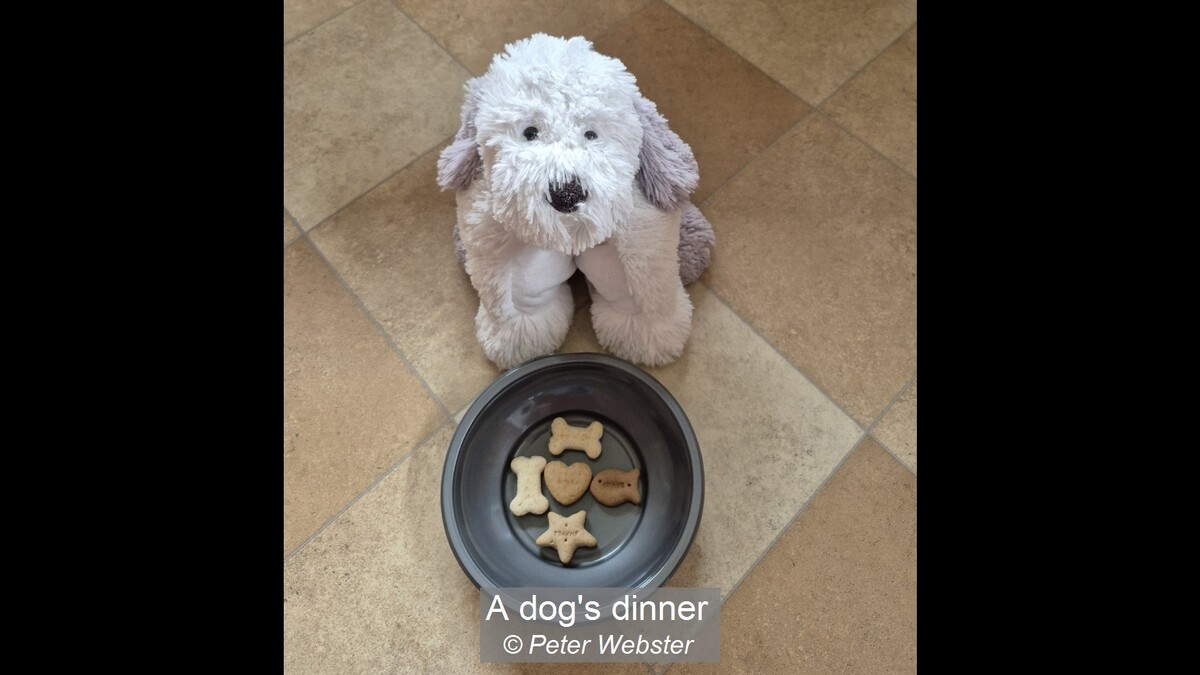 A dog's dinner